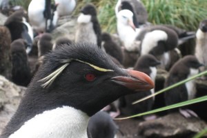 Klik hier voor meer...